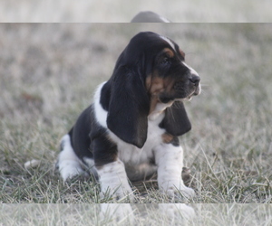 Medium Basset Hound