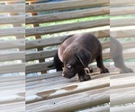 Small Photo #19 Labrador Retriever Puppy For Sale in SPENCER, TN, USA