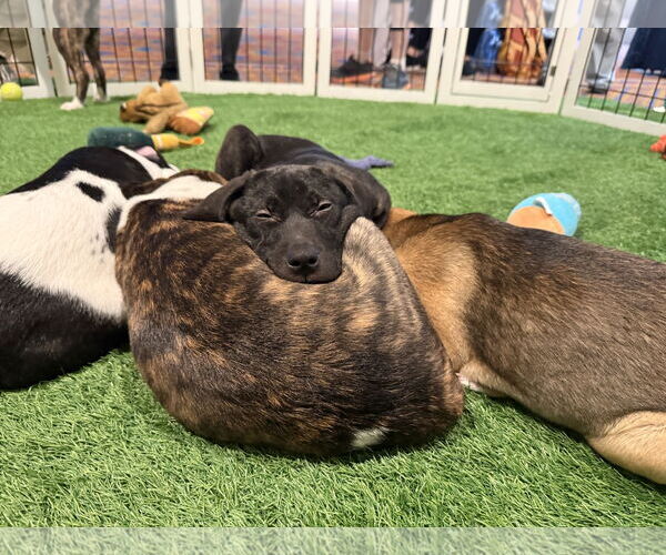 Medium Photo #8 Mutt Puppy For Sale in Sanford, FL, USA