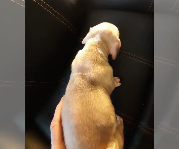 Medium Photo #26 American Pit Bull Terrier-American Staffordshire Terrier Mix Puppy For Sale in Spring, TX, USA