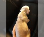 Small #25 American Pit Bull Terrier-American Staffordshire Terrier Mix