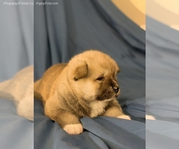Medium Photo #10 Akita Puppy For Sale in LA QUINTA, CA, USA