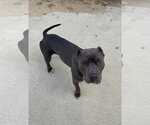 Small Photo #1 American Pit Bull Terrier Puppy For Sale in Hayward, CA, USA
