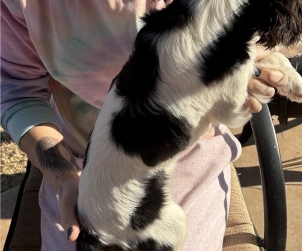 Medium Photo #11 Cavalier King Charles Spaniel Puppy For Sale in ABILENE, TX, USA