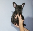 Small Photo #12 French Bulldog Puppy For Sale in ADRIAN, MI, USA
