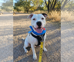 American Pit Bull Terrier-Unknown Mix Dogs for adoption in Chandler, AZ, USA