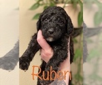 Small Photo #19 Goldendoodle-Poodle (Standard) Mix Puppy For Sale in GRESHAM, OR, USA