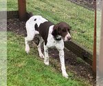 Small Photo #3 German Shorthaired Pointer Puppy For Sale in Seattle, WA, USA