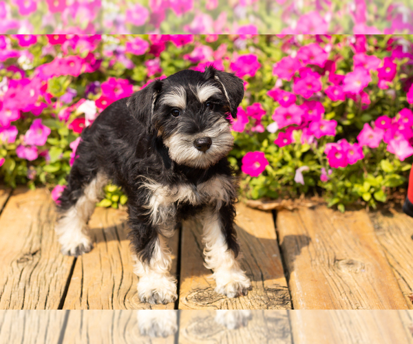Medium Photo #8 Schnauzer (Miniature) Puppy For Sale in NAPPANEE, IN, USA