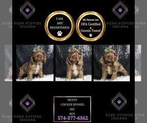 Cocker Spaniel Puppy for sale in WARSAW, IN, USA