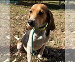 Small Photo #2 Beagle-Unknown Mix Puppy For Sale in Valrico, FL, USA