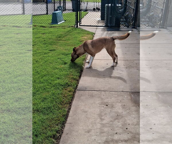 Medium Photo #12 American Pit Bull Terrier-Siberian Husky Mix Puppy For Sale in Munford, TN, USA