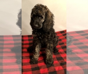 Poodle (Standard) Puppy for sale in SAINT CHARLES, IL, USA
