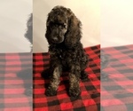 Small Photo #1 Poodle (Standard) Puppy For Sale in SAINT CHARLES, IL, USA
