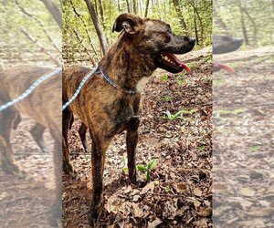 Plott Hound-Unknown Mix Dogs for adoption in Franklin, North Carolina, NC, USA