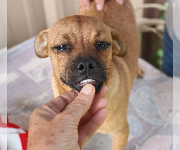 Medium Photo #8 Pug-Unknown Mix Puppy For Sale in Bandera, TX, USA