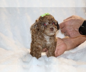 Poodle (Toy) Puppy for sale in DYERSBURG, TN, USA