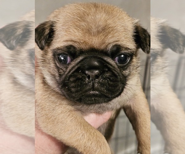 Medium Photo #1 Pug Puppy For Sale in INDEPENDENCE, MO, USA