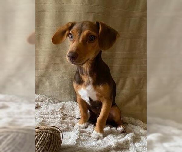 Medium Photo #6 Dachshund-Unknown Mix Puppy For Sale in Murfreesboro, NC, USA