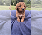 Small Photo #5 Goldendoodle-Poodle (Miniature) Mix Puppy For Sale in RANDOLPH, WI, USA