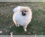 Small Photo #2 Pomeranian Puppy For Sale in PLEASANT HILL, CA, USA