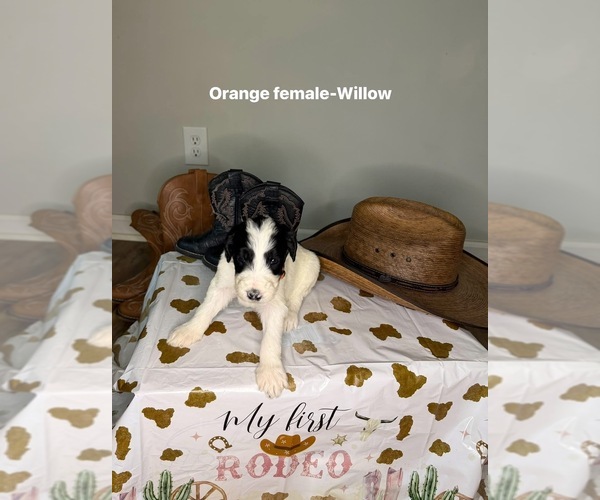 Medium Photo #7 Goldendoodle mix (+ Poodle Standard) Puppy For Sale in WEAVER, AL, USA