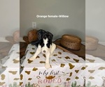 Small #6 Goldendoodle mix (+ Poodle Standard)