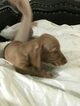 Small Photo #2 Dachshund Puppy For Sale in CORNELIUS, OR, USA