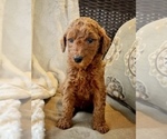 Small Photo #6 Goldendoodle Puppy For Sale in LA FAYETTE, GA, USA