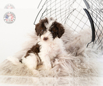 Small Photo #19 Saint Berdoodle Puppy For Sale in LEAVENWORTH, IN, USA