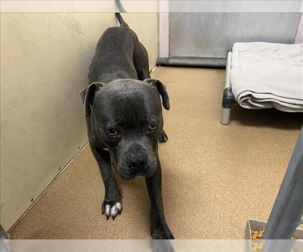 Medium Photo #1 Mutt Puppy For Sale in Martinez, CA, USA