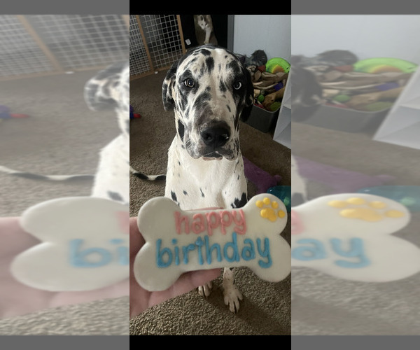 Medium Photo #1 Daniff Puppy For Sale in CHESTER GAP, VA, USA