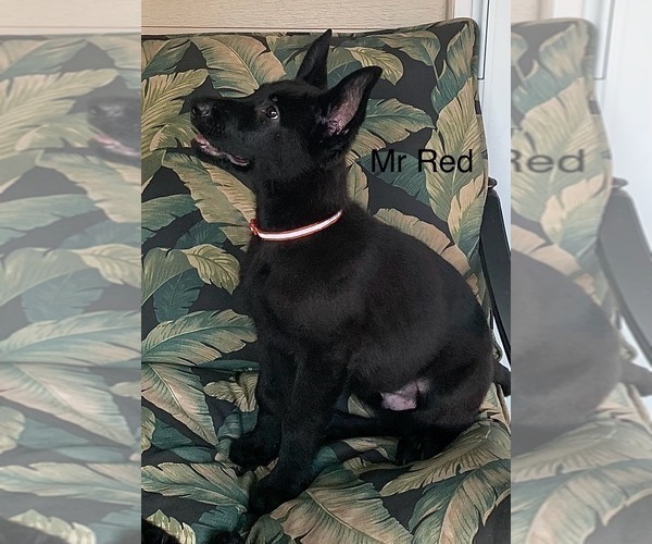 Medium Photo #4 German Shepherd Dog Puppy For Sale in BOKOSHE, OK, USA