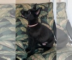 Small #3 German Shepherd Dog