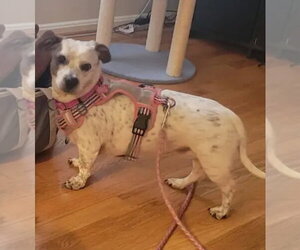 Mutt Dogs for adoption in Westminster, MD, USA