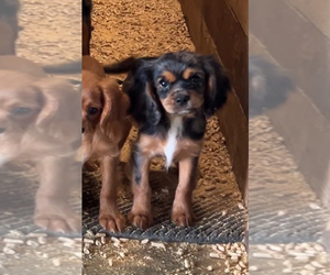 Cavalier King Charles Spaniel Puppy for sale in NILES, MI, USA