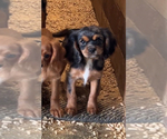 Image preview for Ad Listing. Nickname: Libby Merle