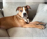 Small #17 American Bulldog Mix