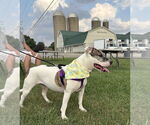 Small #8 American Pit Bull Terrier Mix