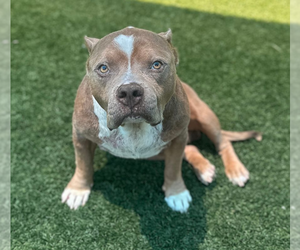 Mutt Dogs for adoption in Hillsboro, NH, USA