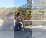 Small #5 Siberian Husky Mix