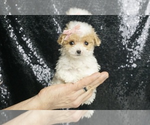 Maltipoo Puppy for sale in WARSAW, IN, USA