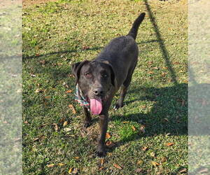 Labrador Retriever-Unknown Mix Dogs for adoption in Oakhurst, NJ, USA