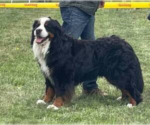 Father of the Bernese Mountain Dog puppies born on 08/09/2023