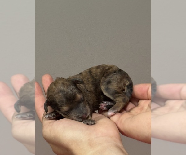 Medium Photo #5 Bernedoodle (Miniature) Puppy For Sale in LONGMONT, CO, USA