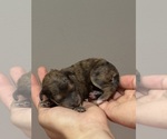 Small #4 Bernedoodle (Miniature)