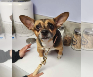Wheezy - Female Chihuahua-Unknown Mix Dog for Adoption - Photo #5