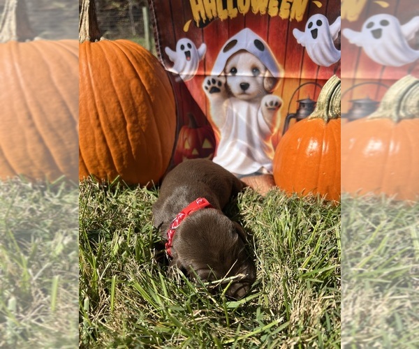 Medium Photo #7 Labrador Retriever Puppy For Sale in NEOLA, WV, USA