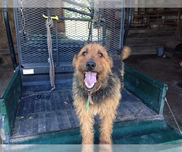 Medium Photo #5 Airedale Terrier Puppy For Sale in BOWRING, OK, USA