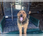 Small Photo #5 Airedale Terrier Puppy For Sale in BOWRING, OK, USA